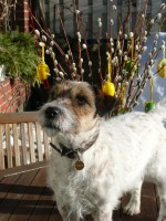 /album/jackrus-jackrussell/kuvat-9-3-2014-121-jpg1/